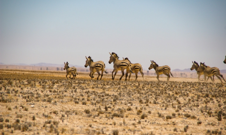 10-Day Namib Desert Guided Tour – Explore Namibia's Top Destinations