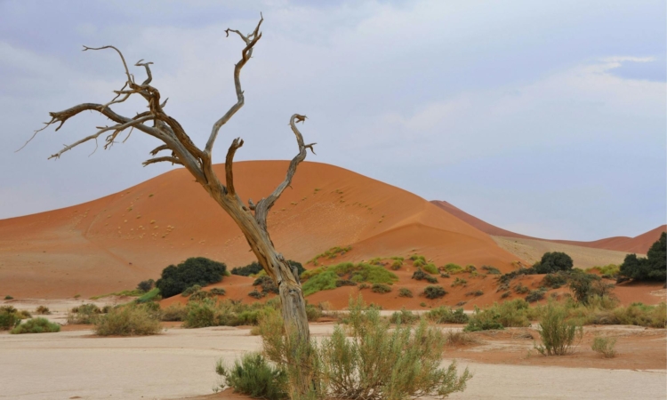 3-Day Sossusvlei Camping & Sandwich Harbour Tour - Namibia Desert Adventure