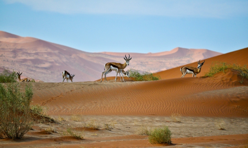 7-Day Namibia Self-Drive Tour Highlights