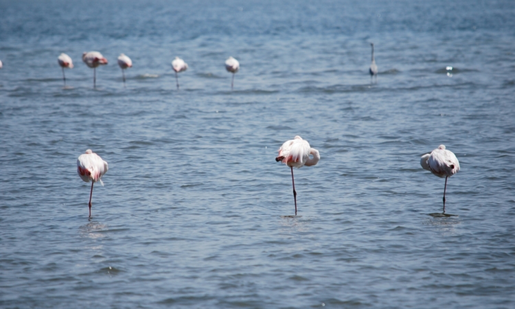 Bird Watching at Sandwich Harbour - Explore Namibia's Avian Diversity