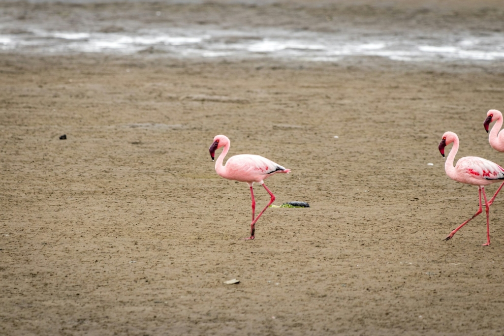 Bird Watching at Sandwich Harbour - Explore Namibia's Avian Diversity