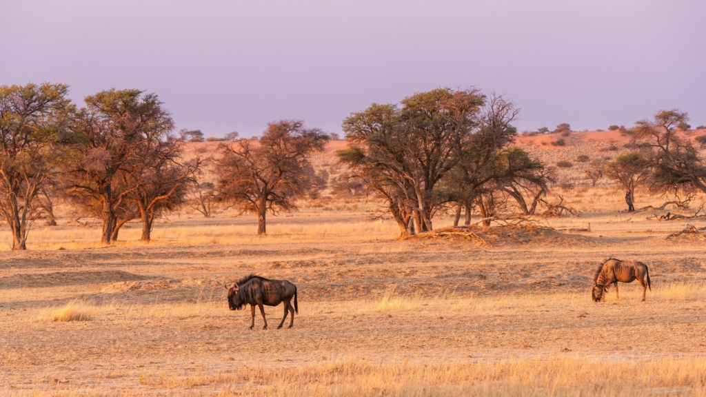 Detailed 10-Day Namib Desert Tour Itinerary